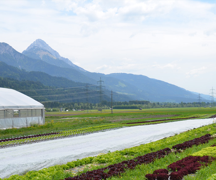 Gemüsefarm Würmlach